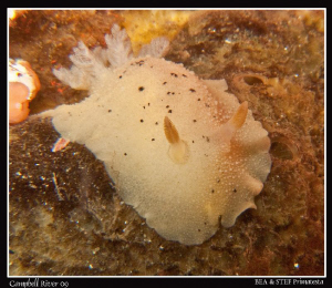 Noble sea lemon in soft tone, Peltodoris nobilis. Quadra ... by Bea & Stef Primatesta 